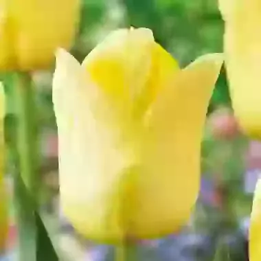 World Friendship